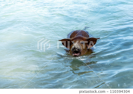 Swimming Pig Bahamas Swimming Pig Bahamas 110394304