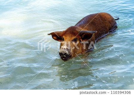 Swimming Pig Bahamas Swimming Pig Bahamas 110394306
