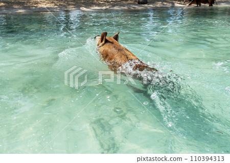 Swimming Pig Bahamas 110394313