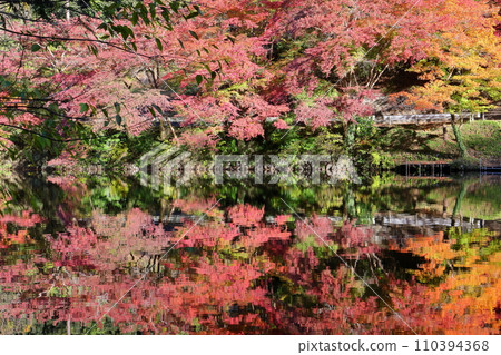 Maple leaves and water mirrors on the shore of Lake Kamakita, a famous spot for autumn leaves in Shukutani, Moroyama-machi, Iruma-gun, Saitama Prefecture 110394368