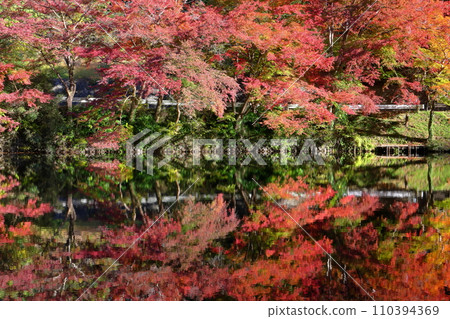 Maple leaves and water mirrors on the shore of Lake Kamakita, a famous spot for autumn leaves in Shukutani, Moroyama-machi, Iruma-gun, Saitama Prefecture Maple leaves and water mirrors on the shore of Lake Kamakita, a famous spot for autumn leaves in Shukutani, Moroyama-machi, Iruma-gun, Saitama Prefecture 110394369