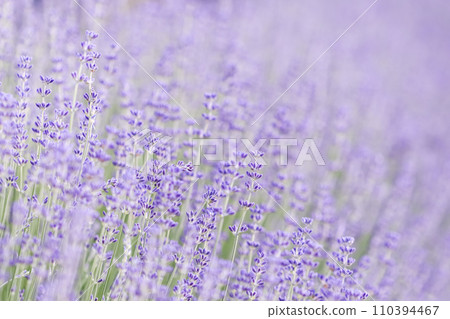 Lavender flowers blooming in the garden with blurred background on a summer day Lavender flowers blooming in the garden with blurred background on a summer day 110394467