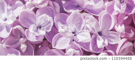 Background of blooming purple terry lilac. Soft focus. Floral backdrop Background of blooming purple terry lilac. Soft focus. Floral backdrop 110394488