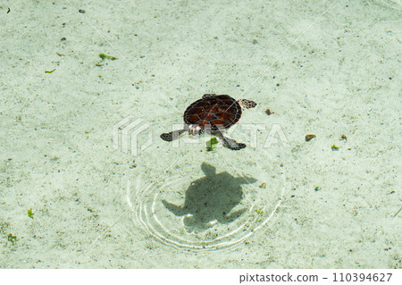 baby turtle swimming 110394627