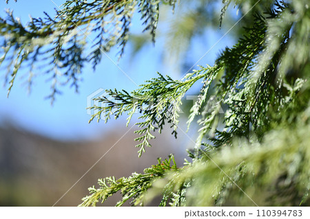 Japanese cypress leaves in early spring 110394783