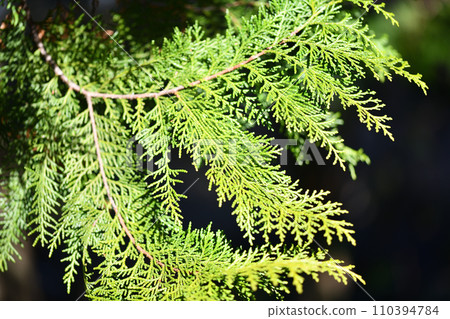 Japanese cypress leaves in early spring 110394784