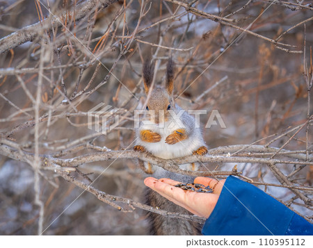 Squirrel eats nuts from a man's hand. Caring for animals in winter or autumn. 110395112