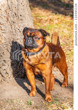 Brussels Griffon for a walk in the park 110395134