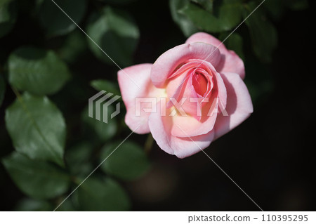 rose	 110395295