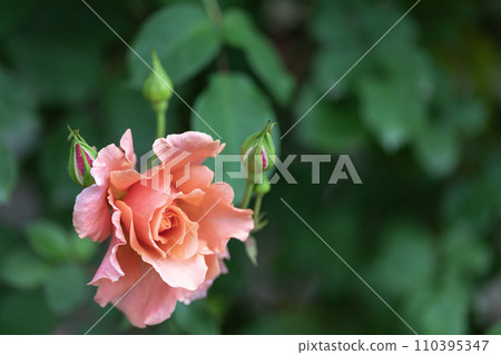 rose	 110395347