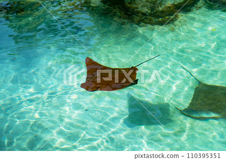 stingray swimming in the lagoon stingray swimming in the lagoon 110395351