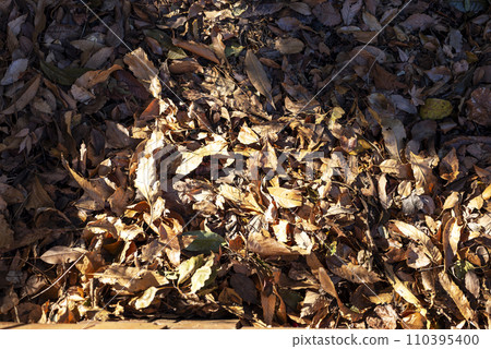 一片落葉的田野的圖像 一片落葉的田野的圖像 110395400