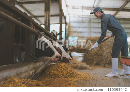 cow, cattle, cows 110395442