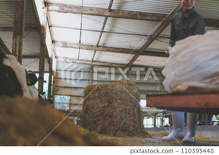 奶牛 牲口 牛 110395448