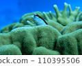 Frog 110395506