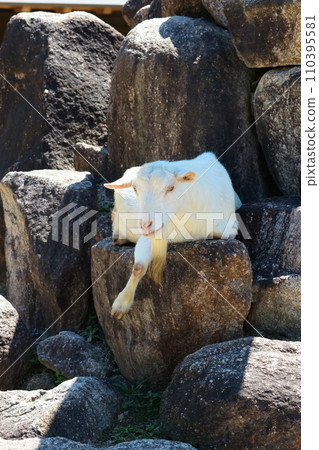 EOSR6II. Shunan Yamaguchi, stretching the front legs of a goat. EOSR6II. Shunan Yamaguchi, stretching the front legs of a goat. 110395581