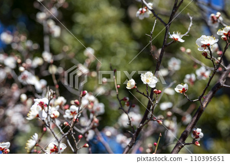 第一雁初刈白梅梅林芽【神奈川縣厚木市】 第一雁初刈白梅梅林芽【神奈川縣厚木市】 110395651
