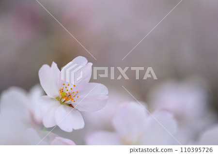 Cherry blossoms in full bloom close-up 110395726