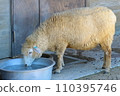 EOSR6II. Shunan Yamaguchi, drinking sheep. 110395746