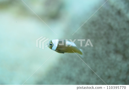 Touaka Anemonefish Touaka Anemonefish 110395770