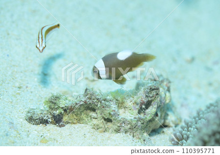 Touaka Anemonefish Touaka Anemonefish 110395771