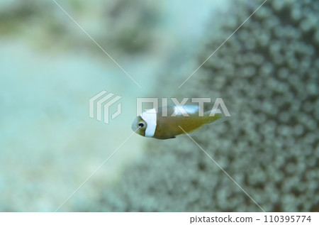 Touaka Anemonefish Touaka Anemonefish 110395774