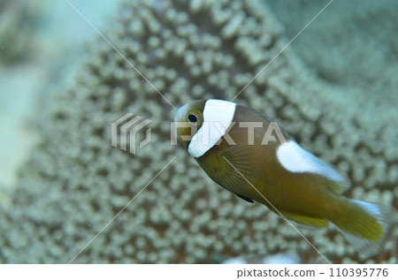 Touaka Anemonefish Touaka Anemonefish 110395776