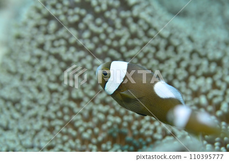 Touaka Anemonefish Touaka Anemonefish 110395777