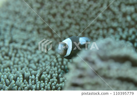 Touaka Anemonefish Touaka Anemonefish 110395779