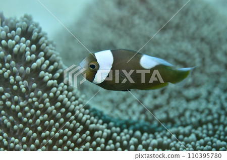 Touaka Anemonefish Touaka Anemonefish 110395780