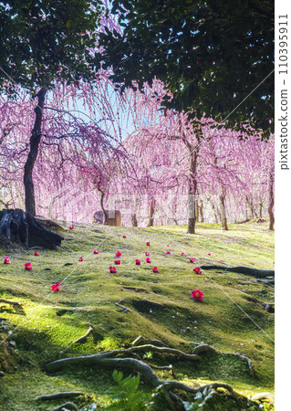 Jonangu Weeping Plum Blossoms and Falling Camellias (Fushimi Ward, Kyoto City) 110395911