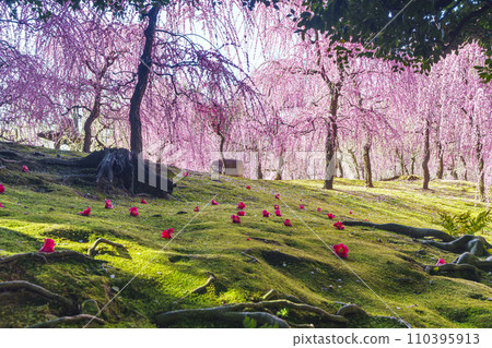 Jonangu Weeping Plum Blossoms and Falling Camellias (Fushimi Ward, Kyoto City) 110395913