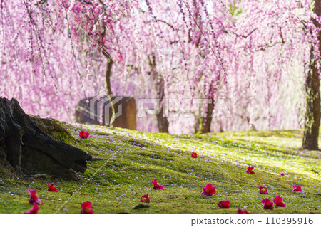 Jonangu Weeping Plum Blossoms and Falling Camellias (Fushimi Ward, Kyoto City) 110395916