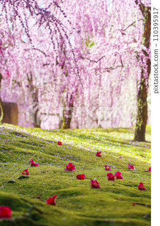 Jonangu Weeping Plum Blossoms and Falling Camellias (Fushimi Ward, Kyoto City) Jonangu Weeping Plum Blossoms and Falling Camellias (Fushimi Ward, Kyoto City) 110395917
