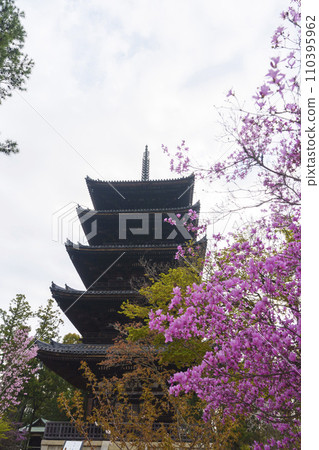 春天的京都,仁和寺,櫻花和五層寶塔 春天的京都,仁和寺,櫻花和五層寶塔 110395962