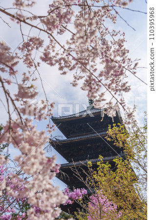 Kyoto in spring, Ninnaji Temple, cherry blossoms and five-storied pagoda 110395968