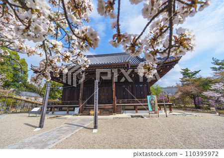 Kyoto in spring, Ninnaji Temple, Omuro cherry blossoms and Kannondo Kyoto in spring, Ninnaji Temple, Omuro cherry blossoms and Kannondo 110395972