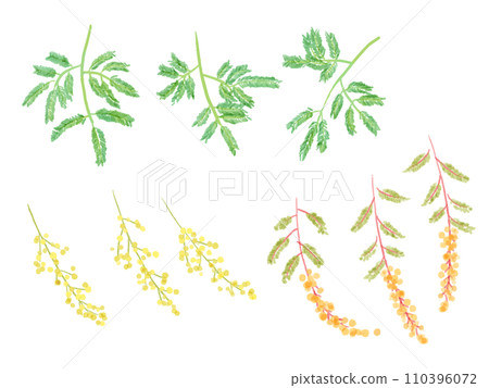 含羞草金合歡葉水彩插圖 110396072