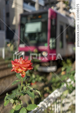 東池袋四丁目站附近都電鐵軌旁種植的玫瑰 東池袋四丁目站附近都電鐵軌旁種植的玫瑰 110396075