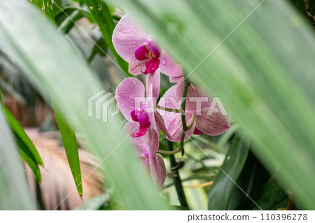 Orchids full bloom on flower garden pink  110396278