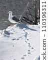 Seagull footprints (Rausu Town, Hokkaido) 110396311