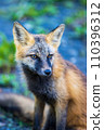Red fox (Hokkaido/Wakkanai) 110396312