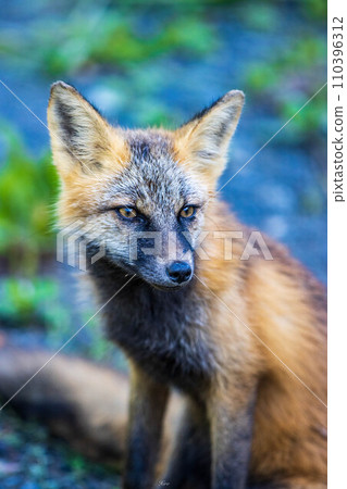 Red fox (Hokkaido/Wakkanai) 110396312