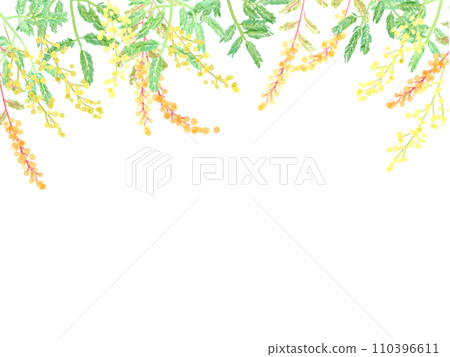 含羞草金合歡手繪水彩插圖 110396611