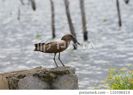 Hamerkop wading bird in its natural environment. Kenya 110396819