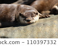 EOSR6II. Shunan Yamaguchi, an otter with a half-finished fence. 110397332
