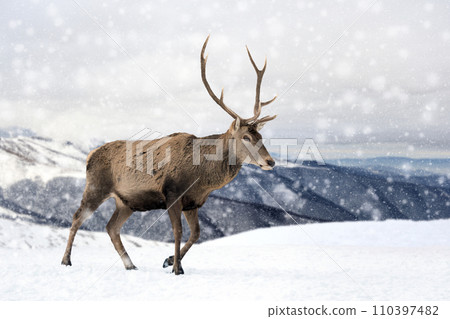 Two roe deers in the winter forest with snowfall. Animal in natural habitat 110397482