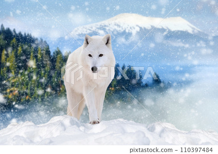 Arctic wolf in the winter mountain 110397484