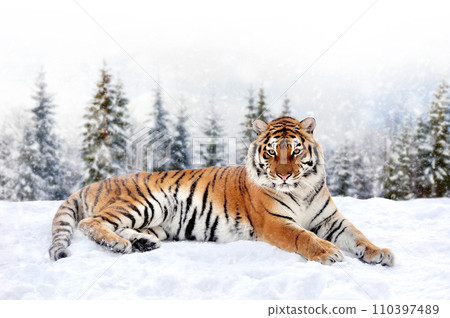 Tiger in the winter forest.  Wild predators in natural environment 110397489