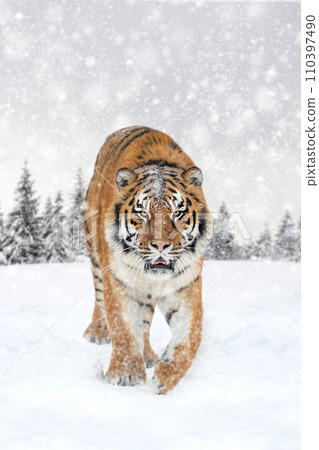 Tiger in the winter forest.  Wild predators in natural environment 110397490